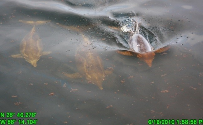Three oiled dolphins in the water. 